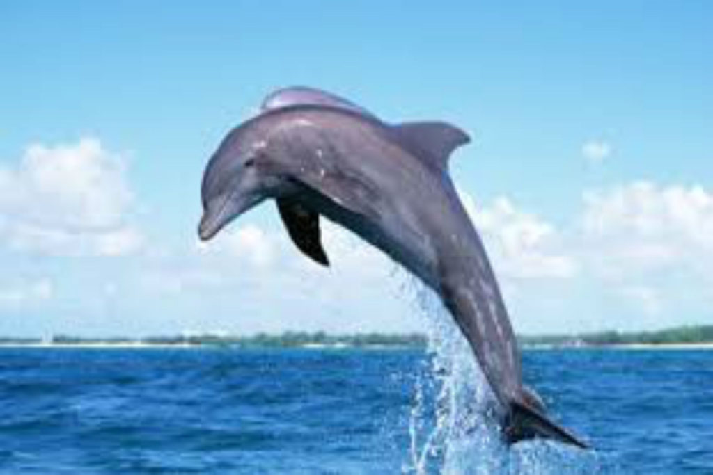 dolphin out of water tours
